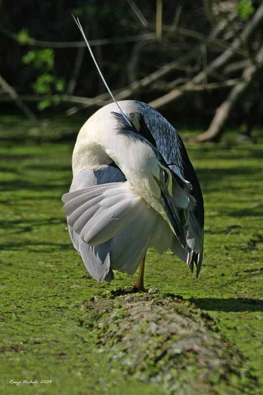 Renzo-Nitticora adulta Nycticorax nycticorax